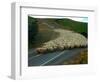 Flock of Sheep in Roadway-John Carnemolla-Framed Photographic Print