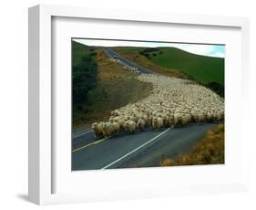 Flock of Sheep in Roadway-John Carnemolla-Framed Photographic Print