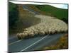Flock of Sheep in Roadway-John Carnemolla-Mounted Photographic Print