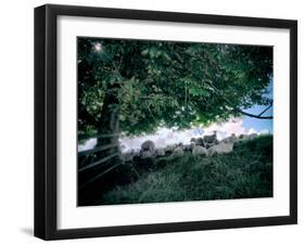 Flock of Sheep in Shade under Tree-Tim Kahane-Framed Photographic Print