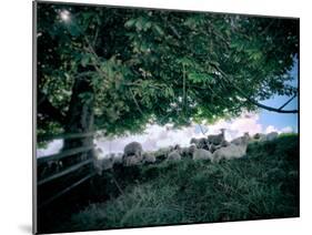 Flock of Sheep in Shade under Tree-Tim Kahane-Mounted Photographic Print