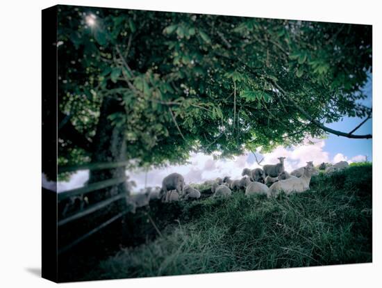 Flock of Sheep in Shade under Tree-Tim Kahane-Stretched Canvas