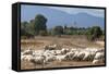 Flock of Sheep Near Pula, Cagliari Province, Sardinia, Italy, Mediterranean, Europe-John-Framed Stretched Canvas