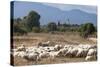 Flock of Sheep Near Pula, Cagliari Province, Sardinia, Italy, Mediterranean, Europe-John-Stretched Canvas