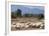 Flock of Sheep Near Pula, Cagliari Province, Sardinia, Italy, Mediterranean, Europe-John-Framed Photographic Print