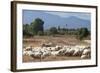 Flock of Sheep Near Pula, Cagliari Province, Sardinia, Italy, Mediterranean, Europe-John-Framed Photographic Print