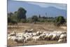 Flock of Sheep Near Pula, Cagliari Province, Sardinia, Italy, Mediterranean, Europe-John-Mounted Photographic Print