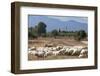 Flock of Sheep Near Pula, Cagliari Province, Sardinia, Italy, Mediterranean, Europe-John-Framed Photographic Print