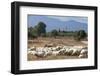 Flock of Sheep Near Pula, Cagliari Province, Sardinia, Italy, Mediterranean, Europe-John-Framed Photographic Print