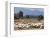 Flock of Sheep Near Pula, Cagliari Province, Sardinia, Italy, Mediterranean, Europe-John-Framed Photographic Print