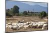 Flock of Sheep Near Pula, Cagliari Province, Sardinia, Italy, Mediterranean, Europe-John-Mounted Photographic Print