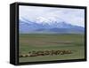 Flock of Sheep, Northeast Coast of Lake Van, Van Area, Anatolia, Turkey, Eurasia-Adam Woolfitt-Framed Stretched Canvas