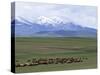 Flock of Sheep, Northeast Coast of Lake Van, Van Area, Anatolia, Turkey, Eurasia-Adam Woolfitt-Stretched Canvas