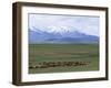 Flock of Sheep, Northeast Coast of Lake Van, Van Area, Anatolia, Turkey, Eurasia-Adam Woolfitt-Framed Photographic Print