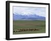 Flock of Sheep, Northeast Coast of Lake Van, Van Area, Anatolia, Turkey, Eurasia-Adam Woolfitt-Framed Photographic Print