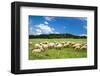 Flock of Sheep on Green Meadow-null-Framed Art Print