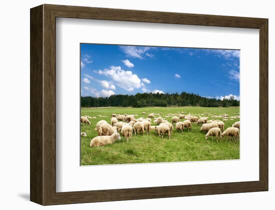 Flock of Sheep on Green Meadow-null-Framed Art Print