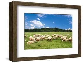 Flock of Sheep on Green Meadow-null-Framed Art Print