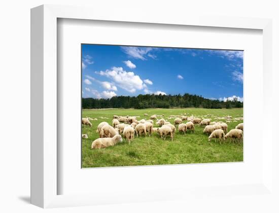 Flock of Sheep on Green Meadow-null-Framed Art Print