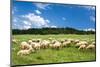 Flock of Sheep on Green Meadow-null-Mounted Art Print