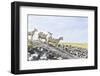 Flock of Sheep on the Dyke-Photo-Active-Framed Photographic Print