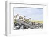 Flock of Sheep on the Dyke-Photo-Active-Framed Photographic Print