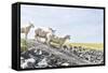 Flock of Sheep on the Dyke-Photo-Active-Framed Stretched Canvas