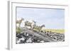 Flock of Sheep on the Dyke-Photo-Active-Framed Photographic Print