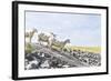 Flock of Sheep on the Dyke-Photo-Active-Framed Photographic Print