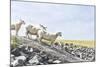 Flock of Sheep on the Dyke-Photo-Active-Mounted Photographic Print