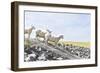 Flock of Sheep on the Dyke-Photo-Active-Framed Photographic Print