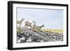 Flock of Sheep on the Dyke-Photo-Active-Framed Photographic Print