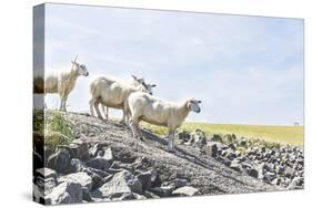 Flock of Sheep on the Dyke-Photo-Active-Stretched Canvas