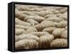 Flock of Sheep, Sardinia, Italy, Mediterranean, Europe-Oliviero Olivieri-Framed Stretched Canvas