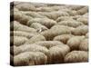 Flock of Sheep, Sardinia, Italy, Mediterranean, Europe-Oliviero Olivieri-Stretched Canvas