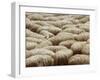 Flock of Sheep, Sardinia, Italy, Mediterranean, Europe-Oliviero Olivieri-Framed Photographic Print