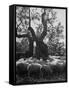 Flock of Sheep under an Olive Tree-Alfred Eisenstaedt-Framed Stretched Canvas