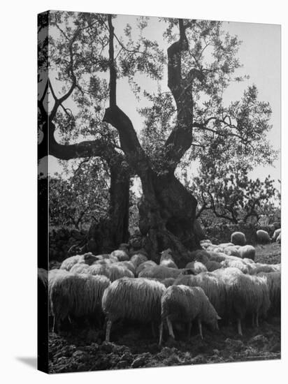 Flock of Sheep under an Olive Tree-Alfred Eisenstaedt-Stretched Canvas