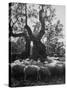 Flock of Sheep under an Olive Tree-Alfred Eisenstaedt-Stretched Canvas