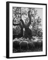 Flock of Sheep under an Olive Tree-Alfred Eisenstaedt-Framed Photographic Print