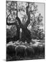 Flock of Sheep under an Olive Tree-Alfred Eisenstaedt-Mounted Photographic Print