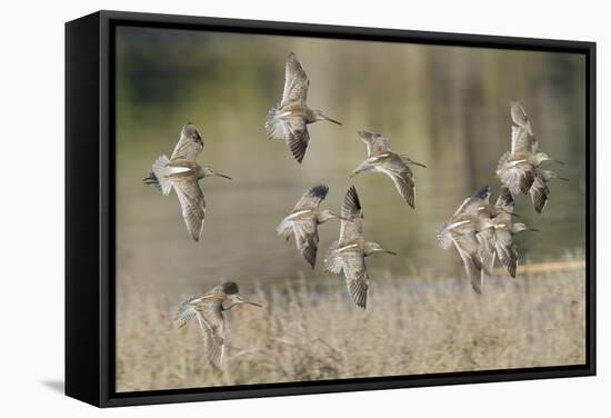 Flock of Short-Billed Dowitchers in Flight-Hal Beral-Framed Stretched Canvas