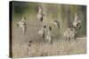 Flock of Short-Billed Dowitchers in Flight-Hal Beral-Stretched Canvas