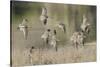 Flock of Short-Billed Dowitchers in Flight-Hal Beral-Stretched Canvas