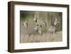 Flock of Short-Billed Dowitchers in Flight-Hal Beral-Framed Premium Photographic Print