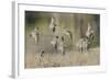 Flock of Short-Billed Dowitchers in Flight-Hal Beral-Framed Photographic Print