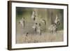 Flock of Short-Billed Dowitchers in Flight-Hal Beral-Framed Photographic Print