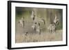 Flock of Short-Billed Dowitchers in Flight-Hal Beral-Framed Photographic Print