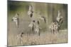 Flock of Short-Billed Dowitchers in Flight-Hal Beral-Mounted Photographic Print
