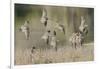 Flock of Short-Billed Dowitchers in Flight-Hal Beral-Framed Photographic Print